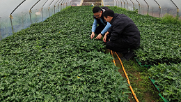 木瓜种植季——凯发K8国际源头守护品质，铸就酶好未来